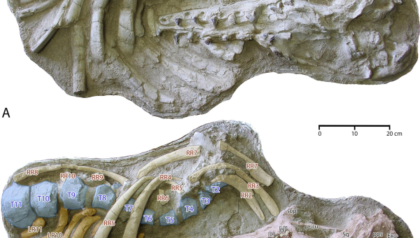 اكتشاف حفريات لـ "أبقار البحر" تعود لملايين السنين