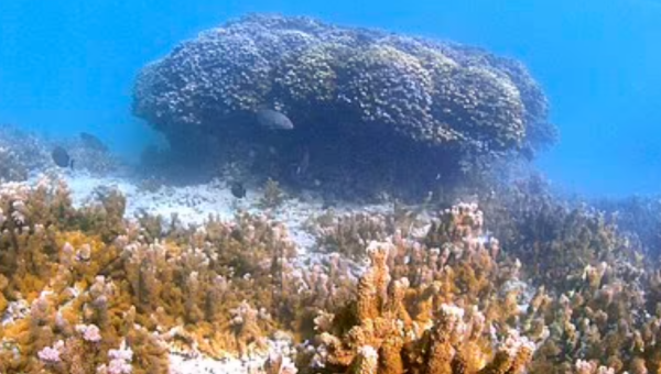 في أول تجربة بالعالم.. تجميد شعاب الحاجز المرجاني العظيم