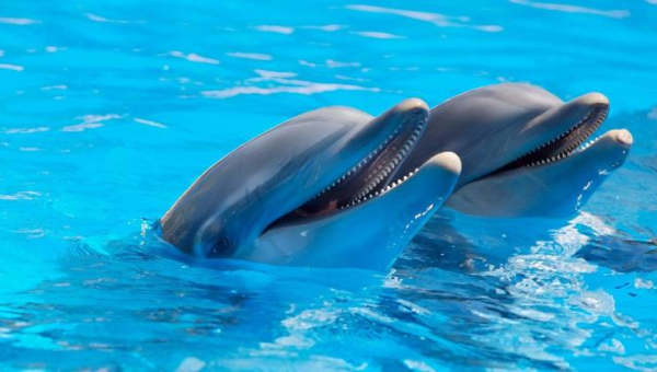 ليس حكرًا على البشر.. دراسة تبيّن أنّ علامات الزهايمر تظهر على الدلافين أيضًا