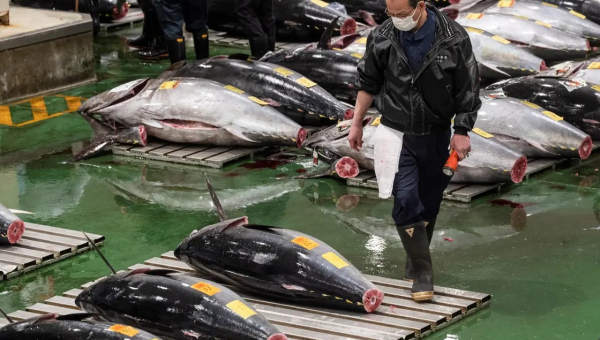 بأول مزاد في اليابان بـ2023.. بيع سمكة تونة بـ 266 ألف دولار