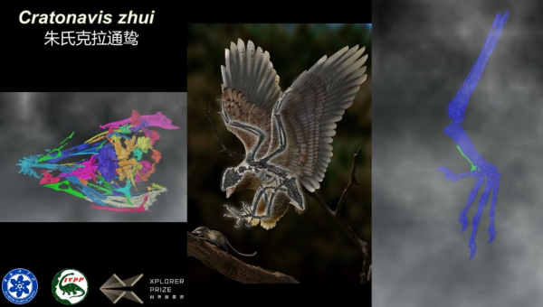 اكتشاف حيوان برأس ديناصور وجسم طائر