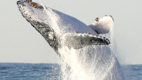 دراسة جديدة تكشف سر ضخامة الحيتان