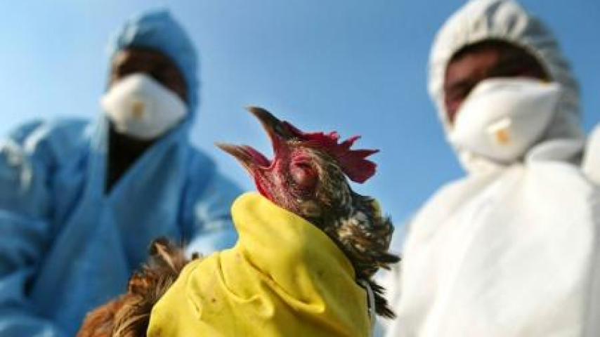 البرازيل تعلن لأول مرة رصد إصابات بإنفلونزا الطيور