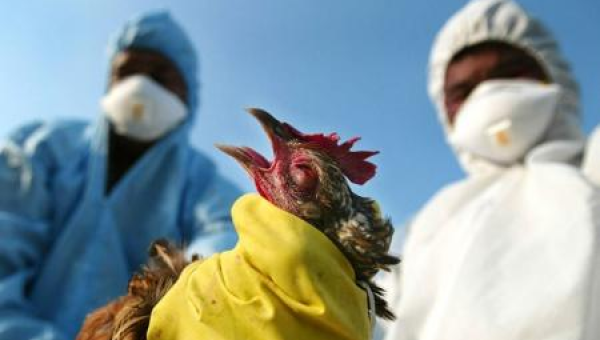 البرازيل تعلن لأول مرة رصد إصابات بإنفلونزا الطيور
