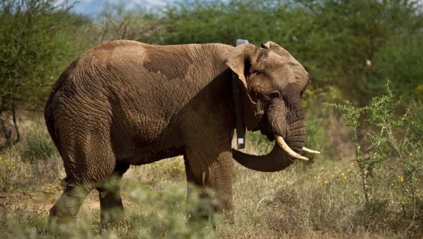 أغر ب تهديد: دولة إفريقية تهدد بإرسال 20 ألف فيل إلى ألمانيا