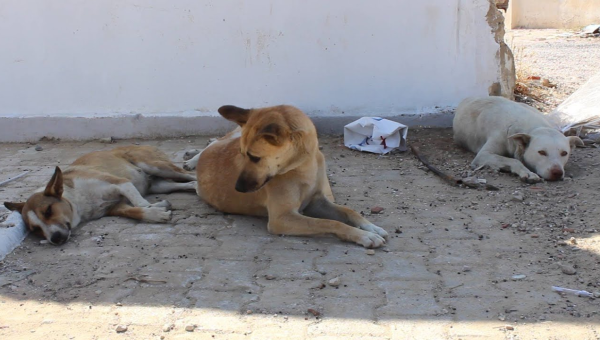 تونس.. كلب يعض 4 تلاميذ بمدرسة إبتدائية والسلطات تتدخل