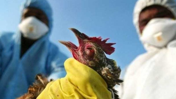 تحذير من الصحة العالمية: انتشار إنفلونزا الطيور بين البشر قد يكون أخطر من كوفيد-19