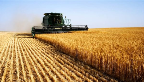 روسيا تعلن تزويد الإمارات بثلث حاجتها السنوية من الحبوب